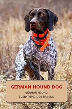 新品CD!Hound Dog ／ ALL THE BEST Home Growm zaP5_G2001040W.JPG